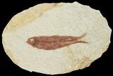 Knightia Fossil Fish - Wyoming #67370-1